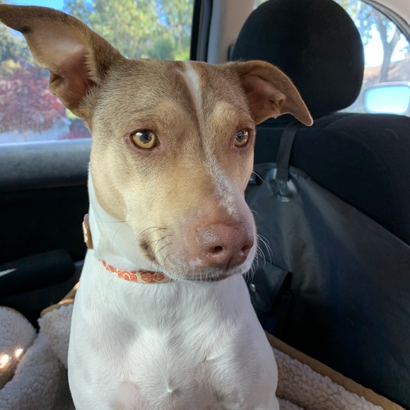 Meet your Posher, Olivia - Picture 1 of 11